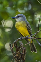 Tropical Kingbird (Tyrannus melancholicus), Los Llanos, Colombia