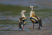 Orinoco Goose (Neochen jubata) pair courting, Los Llanos, Colombia