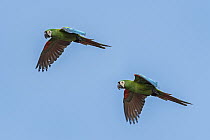 Chestnut-fronted Macaw (Ara severa) pair flying, Los Llanos, Colombia