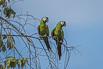 Chestnut-fronted Macaw (Ara severa) pair, Los Llanos, Colombia