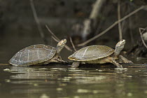 Savanna Side-necked Turtle (Podocnemis vogli) pair, Los Llanos, Colombia