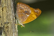 Orange Banner (Temenis laothoe) butterfly, Los Llanos, Colombia