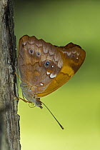 Orange Banner (Temenis laothoe) butterfly, Los Llanos, Colombia