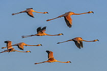 Greater Flamingo (Phoenicopterus ruber) flock flying, Los Flamencos Sanctuary, Guajira Peninsula, Colombia