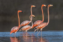 Greater Flamingo (Phoenicopterus ruber) group wading, Los Flamencos Sanctuary, Guajira Peninsula, Colombia