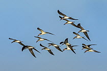 Black Skimmer (Rynchops niger) flock flying, Los Flamencos Sanctuary, Guajira Peninsula, Colombia