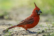 Vermilion Cardinal (Cardinalis phoeniceus) male, Guajira Peninsula, Colombia