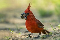 Vermilion Cardinal (Cardinalis phoeniceus) male feeding on seed, Guajira Peninsula, Colombia
