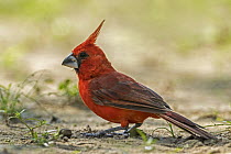 Vermilion Cardinal (Cardinalis phoeniceus) male, Guajira Peninsula, Colombia