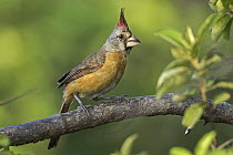 Vermilion Cardinal (Cardinalis phoeniceus) female, Guajira Peninsula, Colombia