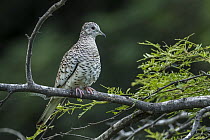 Scaled Dove (Columbina squammata), Guajira Peninsula, Colombia