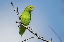 Green-rumped Parrotlet (Forpus passerinus) female, Guajira Peninsula, Colombia