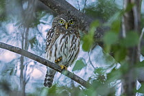Ferruginous Pygmy Owl (Glaucidium brasilianum), Guajira Peninsula, Colombia