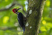 Crimson-crested Woodpecker (Campephilus melanoleucos) male, Sierra Nevada de Santa Marta, Colombia