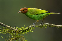 Bay-headed Tanager (Tangara gyrola), Sierra Nevada de Santa Marta, Colombia