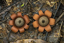 Earthstar (Geastrum sp) mushrooms, Tayrona National Natural Park, Colombia