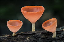 Cup Fungus (Cookeina sp) mushrooms, Tayrona National Natural Park, Colombia