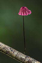 Blood-red Marasmius (Marasmius haematocephalus) mushroom, Tayrona National Natural Park, Colombia