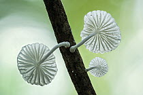 Fungus (Marasmiellus sp) mushrooms, Tayrona National Natural Park, Colombia