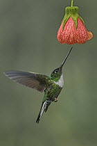 Collared Inca (Coeligena torquata) hummingbird female feeding on flower nectar, Chicaque Natural Park, Colombia