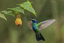 Green Violet-ear (Colibri thalassinus) hummingbird feeding on flower nectar, Chicaque Natural Park, Colombia