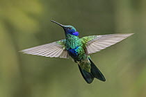 Green Violet-ear (Colibri thalassinus) hummingbird flying, Chicaque Natural Park, Colombia