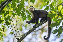 White-fronted Capuchin (Cebus albifrons), Magdalena Valley, Colombia