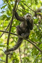 White-fronted Capuchin (Cebus albifrons) feeding, Magdalena Valley, Colombia
