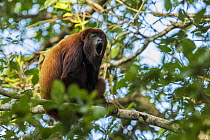 Red Howler Monkey (Alouatta seniculus) calling, Magdalena Valley, Colombia
