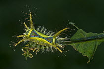 Cup Moth (Limacodidae) caterpillar, Magdalena Valley, Colombia