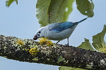 Blue-gray Tanager (Thraupis episcopus) feeding on fruit, Guacharo Cave National Park, Colombia