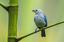 Blue-gray Tanager (Thraupis episcopus), Guacharo Cave National Park, Colombia