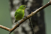 Green Honeycreeper (Chlorophanes spiza) female, Guacharo Cave National Park, Colombia