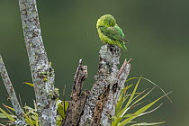 Spectacled Parrotlet (Forpus conspicillatus) female sleeping, Guacharo Cave National Park, Colombia