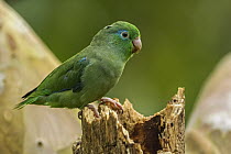 Spectacled Parrotlet (Forpus conspicillatus) male, Guacharo Cave National Park, Colombia