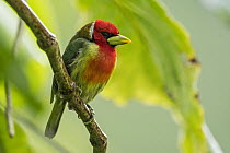 Red-headed Barbet (Eubucco bourcierii) male, Guacharo Cave National Park, Colombia