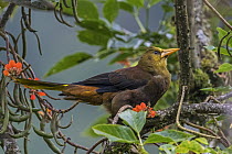 Russet-backed Oropendola (Psarocolius angustifrons), Guacharo Cave National Park, Colombia