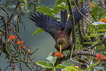 Russet-backed Oropendola (Psarocolius angustifrons) displaying, Guacharo Cave National Park, Colombia