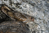 Oilbird (Steatornis caripensis) on nest in cave, Guacharo Cave National Park, Colombia