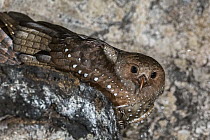 Oilbird (Steatornis caripensis) on nest in cave, Guacharo Cave National Park, Colombia