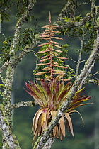 Bromeliad (Bromeliaceae) flowering on branch, Guacharo Cave National Park, Colombia