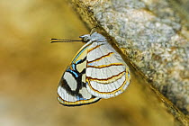 Doubleday's Sailor (Dynamine setabis) butterfly, Guacharo Cave National Park, Colombia