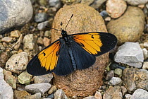 Orange-disked Actinote (Altinote stratonice) butterfly, Guacharo Cave National Park, Colombia