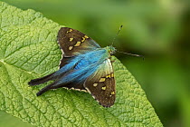 Bell's Longtail (Urbanus belli) butterfly, Guacharo Cave National Park, Colombia