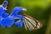 Cloud-forest Fantastic-Skipper (Vettius coryna) butterfly feeding on flower nectar, Guacharo Cave National Park, Colombia