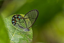Hypaesia Satyr (Pseudohaetyera hypaesia) butterfly, Guacharo Cave National Park, Colombia