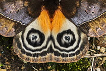 Moth (Automeris sp) with false eye-spots on hind wings, Guacharo Cave National Park, Colombia