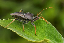 Cog-wheel Assasin Bug (Arilus carinatus), Guacharo Cave National Park, Colombia