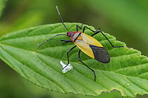 Stink Bug (Pentatomidae), Guacharo Cave National Park, Colombia