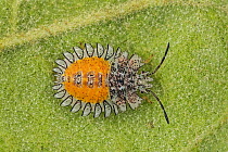 Stink Bug (Pentatomidae) larva, Guacharo Cave National Park, Colombia